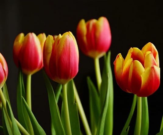 Red Yellow Tulip Flower Seeds for Planting – Heirloom, Non-GMO, High Germination