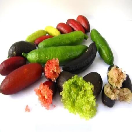 Mixed Finger Lime Fruit Seeds – Heirloom, Non-GMO, High Germination Organic Garden Seeds