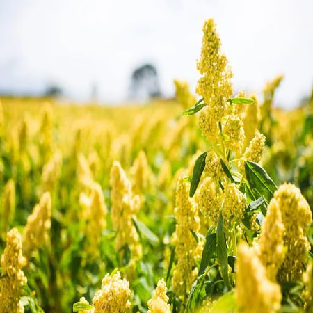 Quinoa Flower Seeds Heirloom Non-GMO High Germination Organic Garden Seeds for Planting