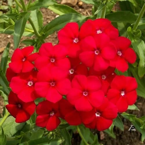 Red Phlox Perennial Flower Seeds Heirloom Non-GMO High Germination Organic Garden Seeds