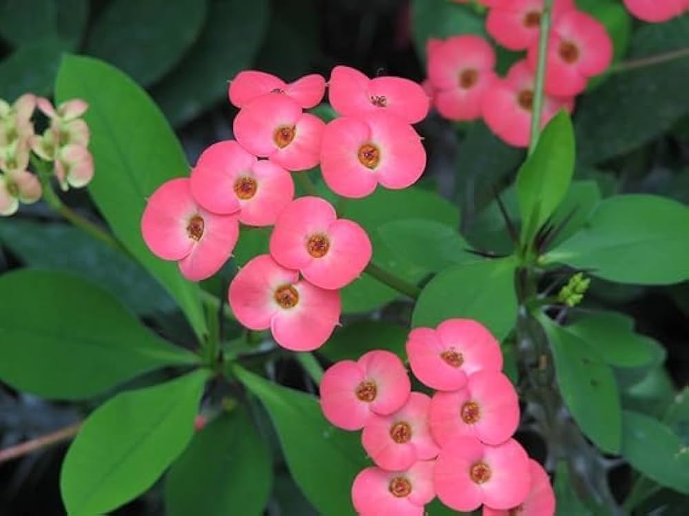 Crown Thorns Flower Seeds Pink – Heirloom Non-GMO High Germination Seeds