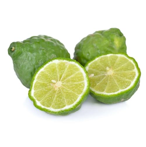 green kaffir flower seeds