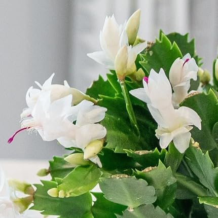 White Pink Schlumbergera Flower Seeds Heirloom Non-GMO High Germination Organic Garden Seeds for Planting