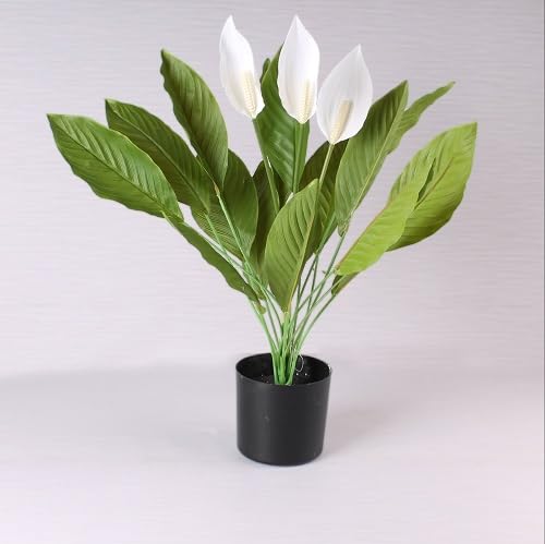Spathiphyllum Blumensamen Weiß Alte Sorte gentechnikfrei Hohe Keimrate Bio-Gartensamen zum Pflanzen