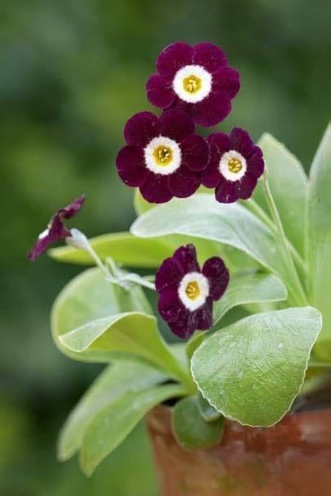 primula primula flower seeds