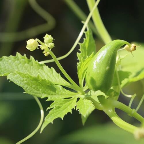 Green Cyclanthera Pedata Seeds – Heirloom, Non-GMO, High Germination Organic Garden Seeds Planting