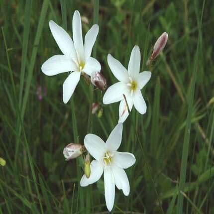 Sparaxis Flower Seeds White – Heirloom, Non-GMO, High Germination Organic Garden Seeds