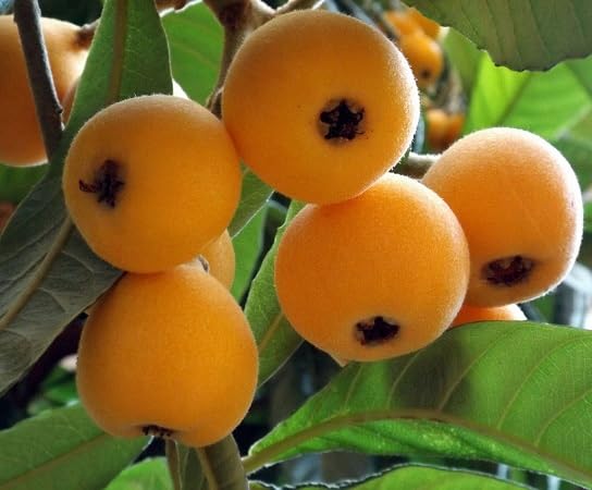Orange Loquat Seeds – Heirloom, Non-GMO, High Germination Organic Garden Seeds