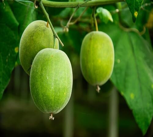 Green Monk Seeds – Heirloom, Non-GMO, High Germination Organic Garden Seeds