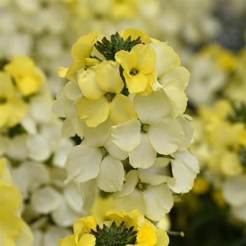 paleyellowerysimumcheiriflowerheirloomnongmo flower seeds
