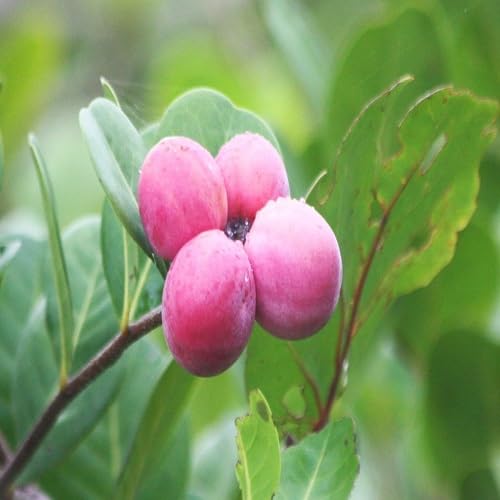 Icaco Seeds – Heirloom, Non-GMO, High Germination Organic Garden Seeds