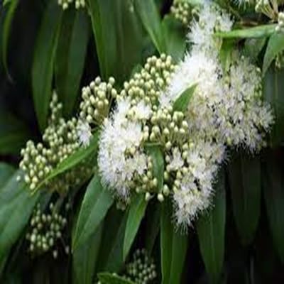 Lemon Myrtle Plant Seeds – Heirloom, Non-GMO, High Germination Organic Garden Seeds for Planting