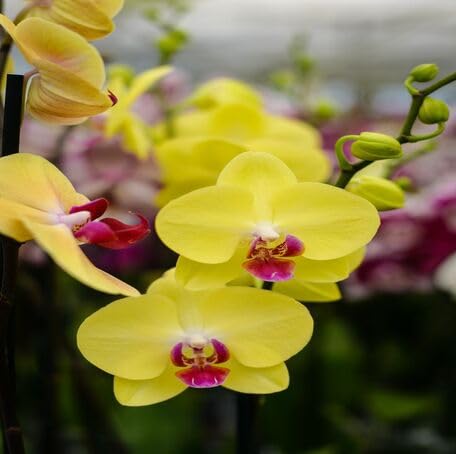 Yellow Phalaenopsis Flower Seeds for Planting | Heirloom Non-GMO High Germination Organic Garden Seeds