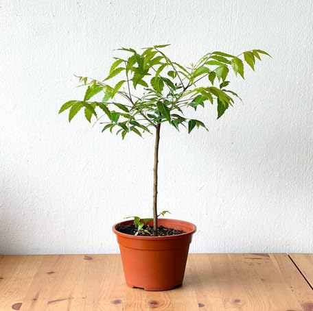 green neem flower seeds