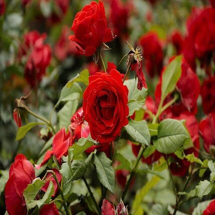 Rose Flower Seeds Red for Planting – Heirloom Non-GMO High Germination Organic Garden Seeds