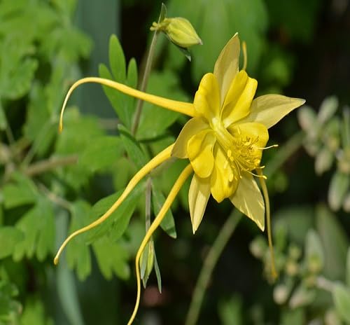 Yellow Aquilegia Flower Seeds for Planting – Heirloom, Non-GMO, High Germination Organic Garden Seeds