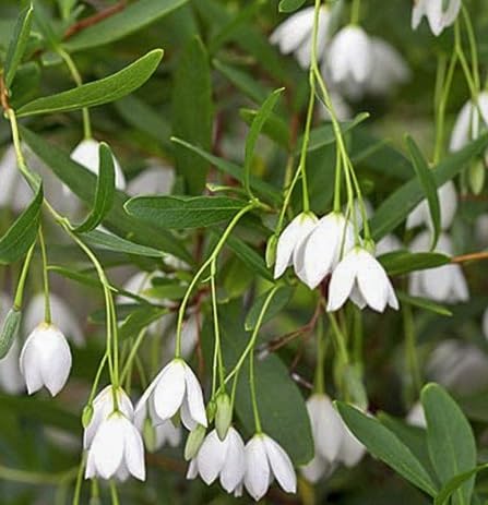 White Sollya Heterophylla Flower Seeds Heirloom Non-GMO High Germination Organic Garden Seeds for Planting