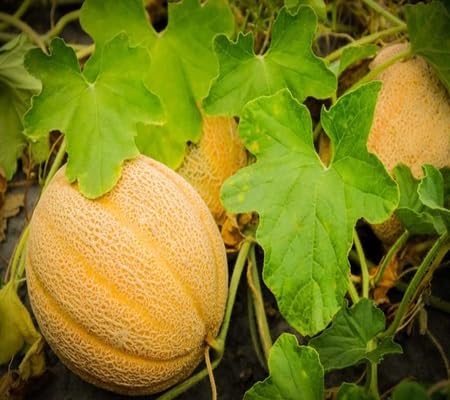 Muskmelon Seeds – Heirloom, Non-GMO, High Germination Organic Garden Seeds