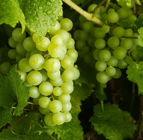 Green Grapes Seeds – Heirloom, Non-GMO, High Germination Organic Garden Seeds