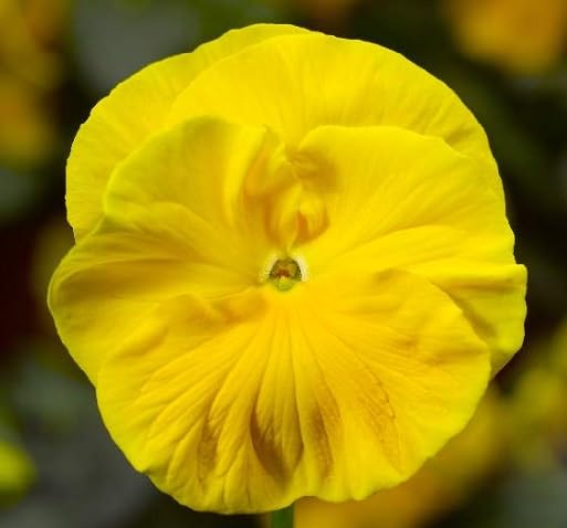 Yellow Pansy Flower Seeds – Heirloom, Non-GMO, High Germination Seeds
