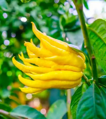 Yellow Buddha S Hand Seeds – Heirloom, Non-GMO, High Germination Organic Garden Seeds
