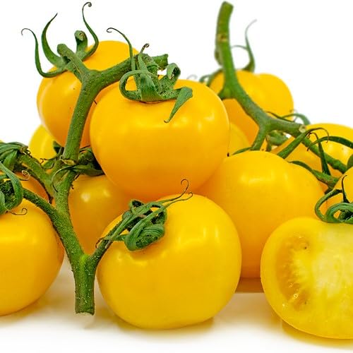 Tomato Yellow Seeds – Heirloom, Non-GMO, High Germination Organic Garden Seeds Planting