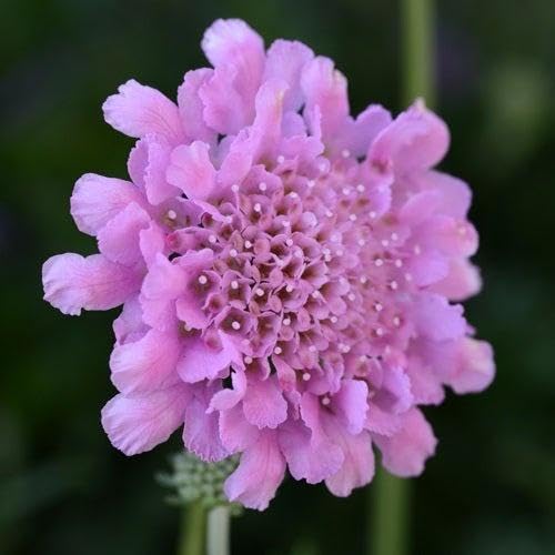 Semillas de flores de Scabiosa Púrpura – Herencia, no modificadas genéticamente, semillas orgánicas de jardín de alta germinación para sembrar