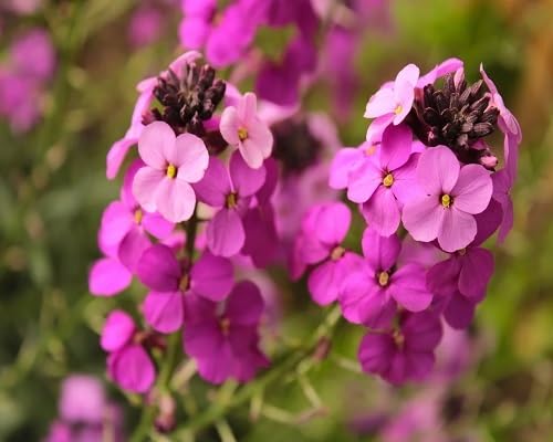 Pink Erysimum Cheiri Flower Seeds Heirloom Non-GMO High Germination Organic Garden Seeds for Planting