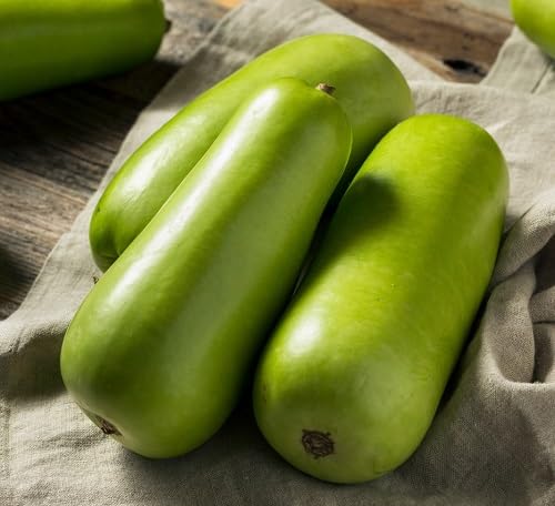 Bottle Gourd Green Seeds – Heirloom, Non-GMO, High Germination Organic Garden Seeds Planting