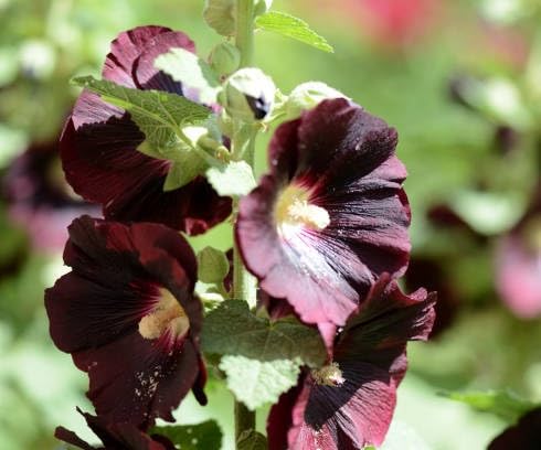 Hollyhock Flower Seeds – Heirloom, Non-GMO, High Germination Organic Garden Seeds for Planting