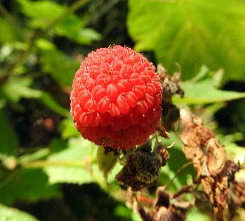 Red Thimbleberry Seeds – Heirloom, Non-GMO, High Germination Organic Garden Seeds