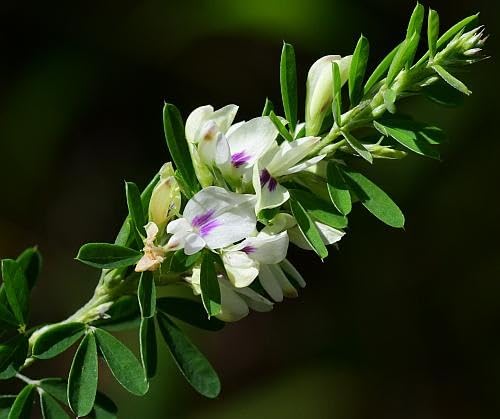 Lespedeza Flower Seeds – Heirloom, Non-GMO, High Germination Organic Garden Seeds for Planting