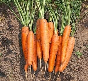 Carrot Seeds – Heirloom, Non-GMO, High Germination Organic Garden Seeds Planting