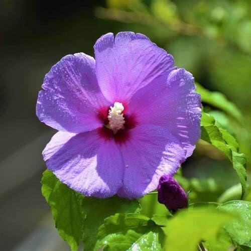 Purple Hibiscus Flower Seeds Heirloom Non-GMO High Germination Organic Garden Seeds for Planting