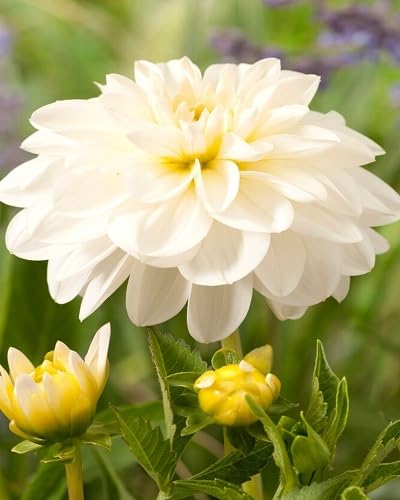 White Perennials Flower Seeds Heirloom Non-GMO High Germination Organic Garden Seeds for Planting