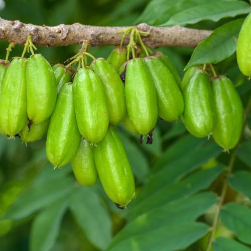 Green Bilimbi Seeds – Heirloom, Non-GMO, High Germination Organic Garden Seeds