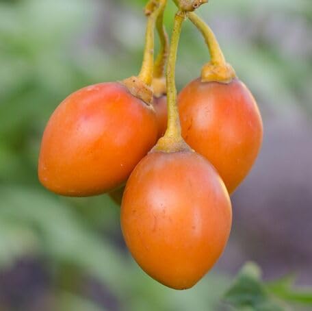 Orange Tamarillo Seeds – Heirloom, Non-GMO, High Germination Organic Garden Seeds for Planting Seeds for Planting