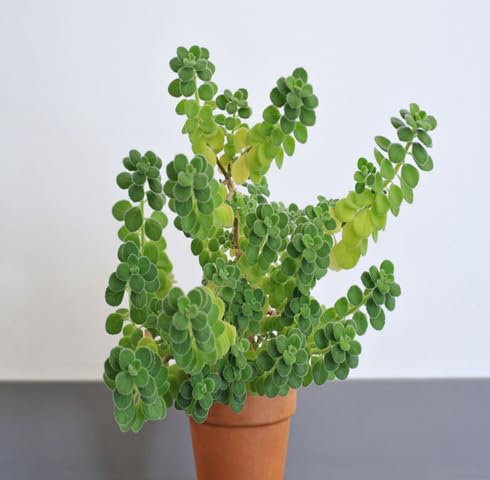 Green Cuban Oregano Plant Seeds Heirloom Non-GMO High Germination Organic Garden Seeds for Planting
