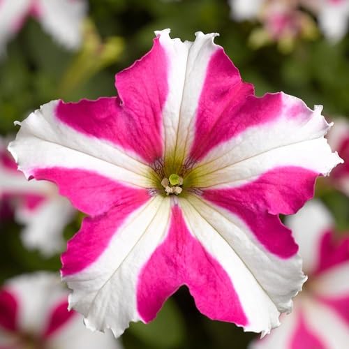 Pink White Tritunia Flower Seeds Heirloom Non-GMO High Germination Organic Garden Seeds for Planting