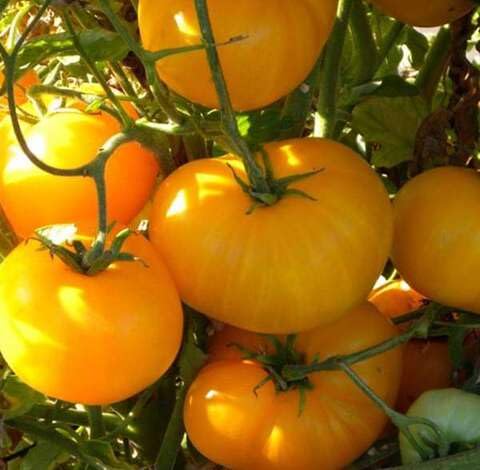 Semillas de tomate amarillo – Herencia, sin OGM, alta germinación Semillas de jardín orgánicas para plantar
