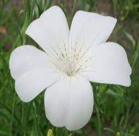 White Agrostemma Flower Seeds Heirloom Non-GMO High Germination Organic Garden Seeds