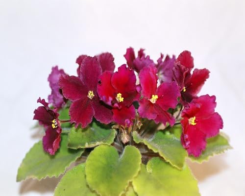 Red Saintpaulia Flower Seeds – Heirloom Non-GMO High Germination Organic Garden Seeds