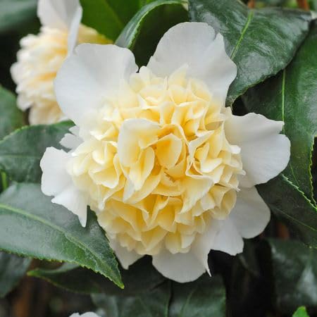 white yellow flower seeds