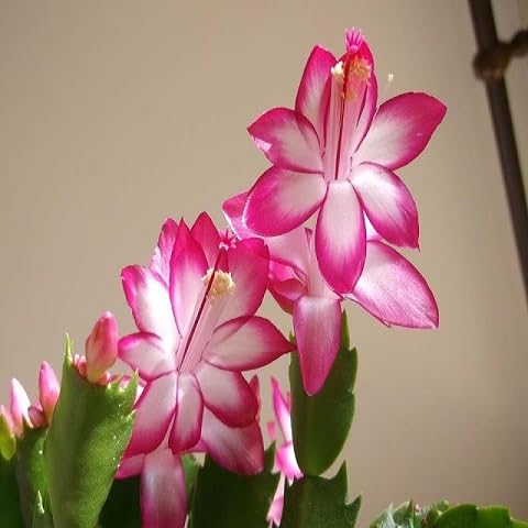 Rosa Schlumbergera Blumensamen zum Pflanzen – Alte Sorte, gentechnikfrei, hohe Keimrate, Bio-Gartensamen