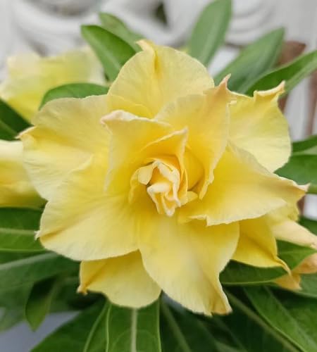 Adenium Flower Seeds Yellow for Planting – Heirloom Non-GMO High Germination Organic Garden Seeds