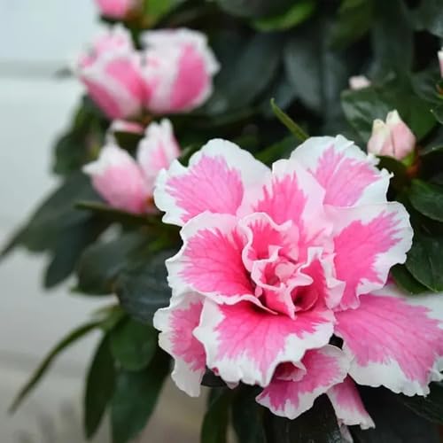 White Pink Azalea Flower Seeds Heirloom Non-GMO High Germination Organic Garden Seeds for Planting