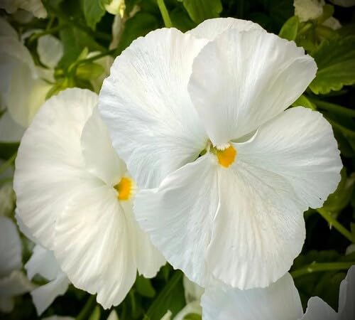 White Pansy Flower Seeds – Heirloom, Non-GMO, High Germination Organic Garden Seeds for Planting