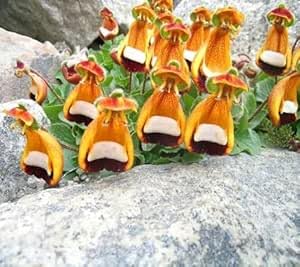 Uniflora Flower Seeds for Planting – Heirloom, Non-GMO, High Germination