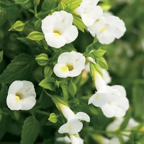 White Torenia Flower Seeds Heirloom Non-GMO High Germination Organic Garden Seeds for Planting
