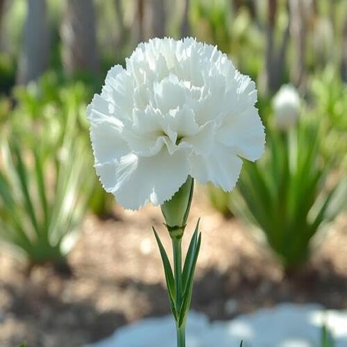 white giant flower seeds